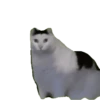 Gatinhos animados 7
