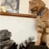 Gatos que viraram Memes 🐈😁 27