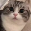 Gatitos. | @ocenferios  Haki. 9