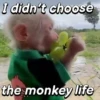Monkeys Phrases 💬🐒 10