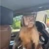 Monkeys 🤎🐵 14