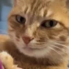 99.9% gatos sin sentido 😾🤯 12