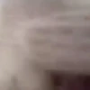 Gatos  7
