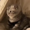 Gatitos. | @ocenferios  Haki. 6