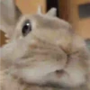 🐰CONEJOS TIERNOS🐰 8