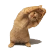 Gatinhos  6