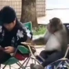 Macaquinhos fofos 🥰 8