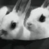 🐰CONEJOS TIERNOS🐰 9