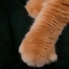 Gatos  11