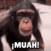 🐒•Moniiitos ⵌ5 15