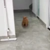 🔥 TIKTOK RAMDON 10📱 12