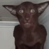 GATOS PARA REAGIR 5