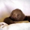 GIFs Bixins com Frio 🥶 10