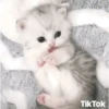 °     ❀   🦴    ⋆  💗      ࿔  5