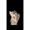 Cat 9