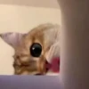 Gatitos pa tu Chat😹😻 6