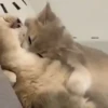 Gatinhos 5