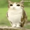 ᱙᱙   ˳   Meowl   ׅ   𐀴᷼𐀴 5