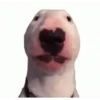 Doge animated stickers 8