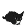 Gaticos 2🖤 2