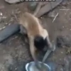 Macacos animados/monkeys🐒 15