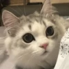 🧡🐱Michitos randoms🐱🧡 6