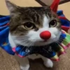 FuNnY CaTs ✨🐱 13