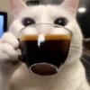 Gatos  6