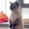FoFuSpEtS 6