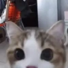Gatitos pa tu Chat😹😻 9