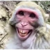 Macacos rindo 🙊🐵😂 10