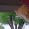 🐱 Fisheye-lens pets 11