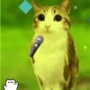 ᱙᱙   ˳   Meowl   ׅ   𐀴᷼𐀴 15