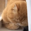 🧡🐱Michitos randoms🐱🧡 15