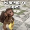 🐒•Moniiitos ⵌ5 7