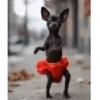 Perros 01mov 15