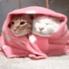 Frio/inverno  4
