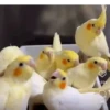 Poyos Birds 3.0 🐣😍 12