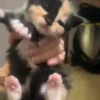 Gatitos. | @ocenferios  Haki. 7