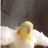 Poyos Birds 3.0 🐣😍 5