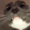 Gatos que viraram Memes 🐈😁 18