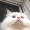 Gatitos. | @ocenferios  Haki. 6
