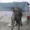 GIFs Bixins com Frio 🥶 15