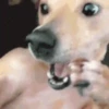 BOM PRA CACHORRO 🐶🤣 6
