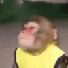 Macaco | Macaquinho 🐒 20