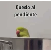 Poyos Birds 3.0 🐣😍 23