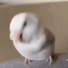 Poyos Birds 3.0 🐣😍 16
