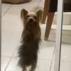🎵 TIKTOKeando 23🎵 18