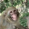 Macacos rindo 🙊🐵😂 13