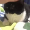 Gatos engraçados 14